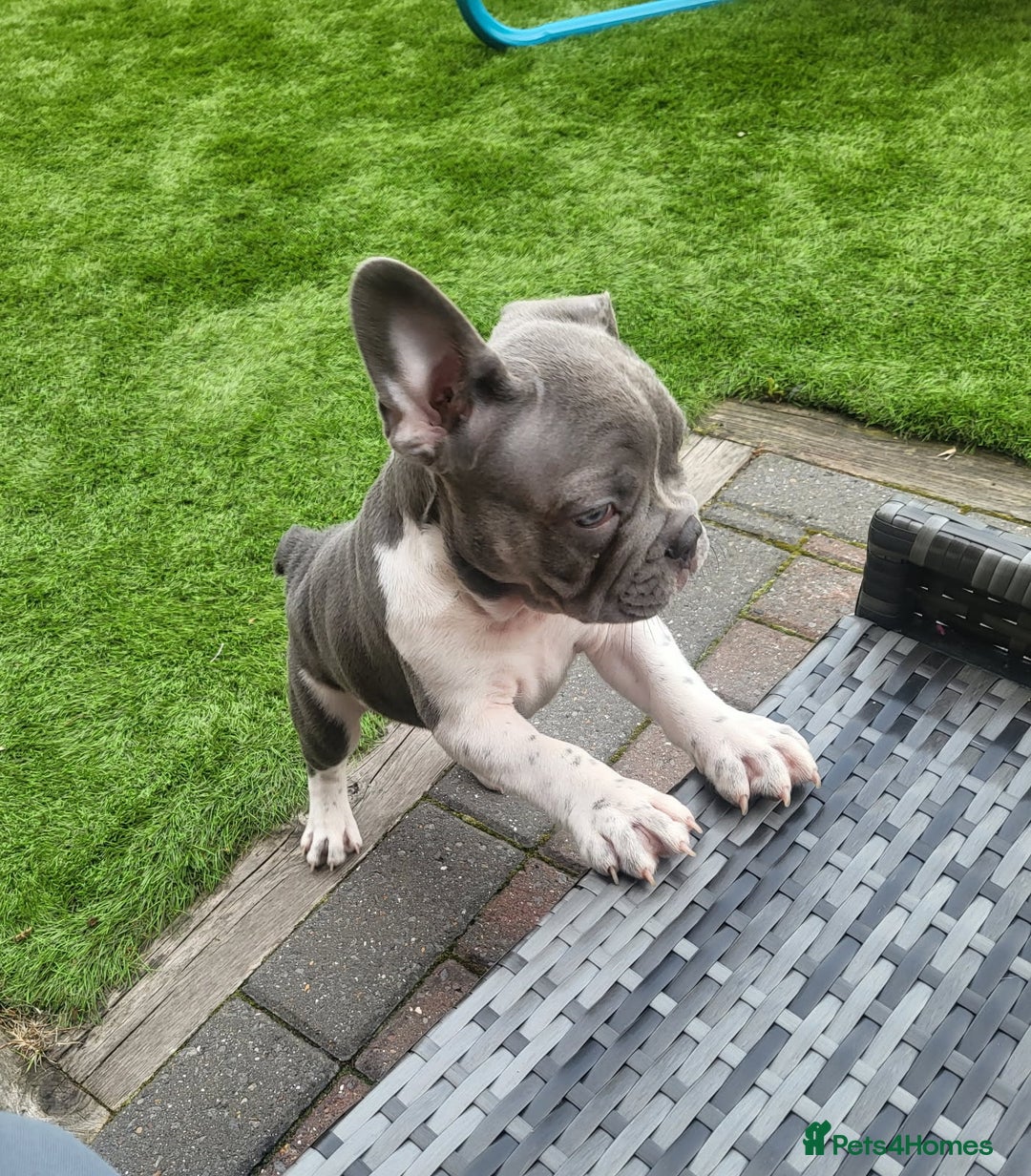 French Bulldog dogs for sale: KC Registered Frenchies ONLY 3 LEFT - Image 7