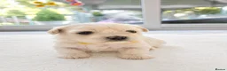 Maltese dogs for sale: Beautiful Maltese Puppies – Loving Family Homes - Advert 33