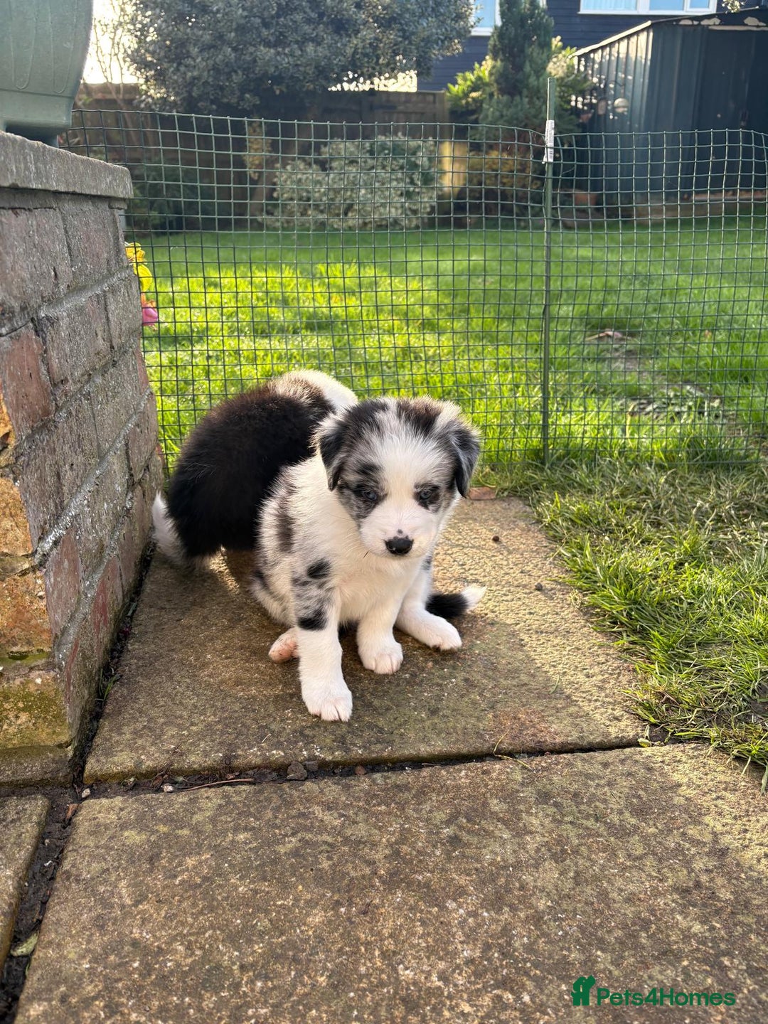 Border Collie dogs for sale: Border Collie Puppies - Advert 8