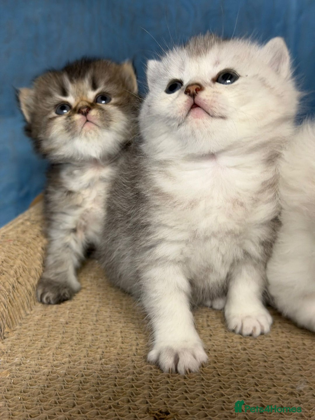 British Longhair cats for sale: British longhair kittens TICA blue golden - Image 7