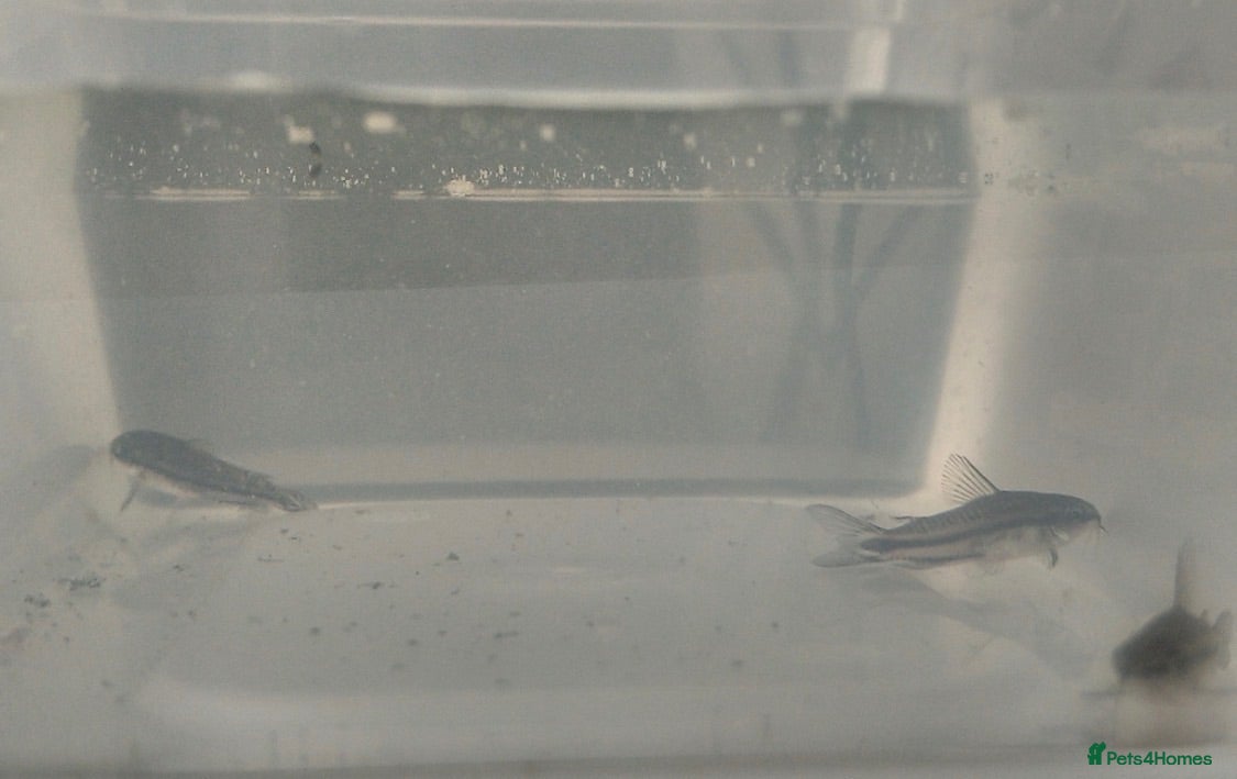 Corys fish 3x Healthy Dwarf Corydoras - Advert 3