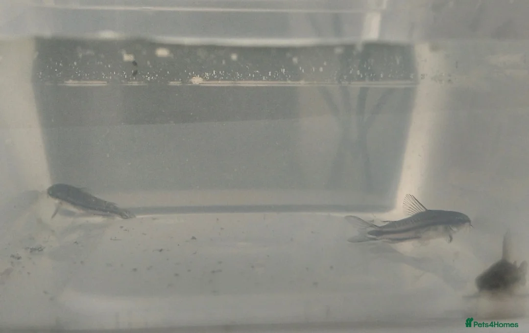 Corys fish for sale: 3x Healthy Dwarf Corydoras - Advert 1