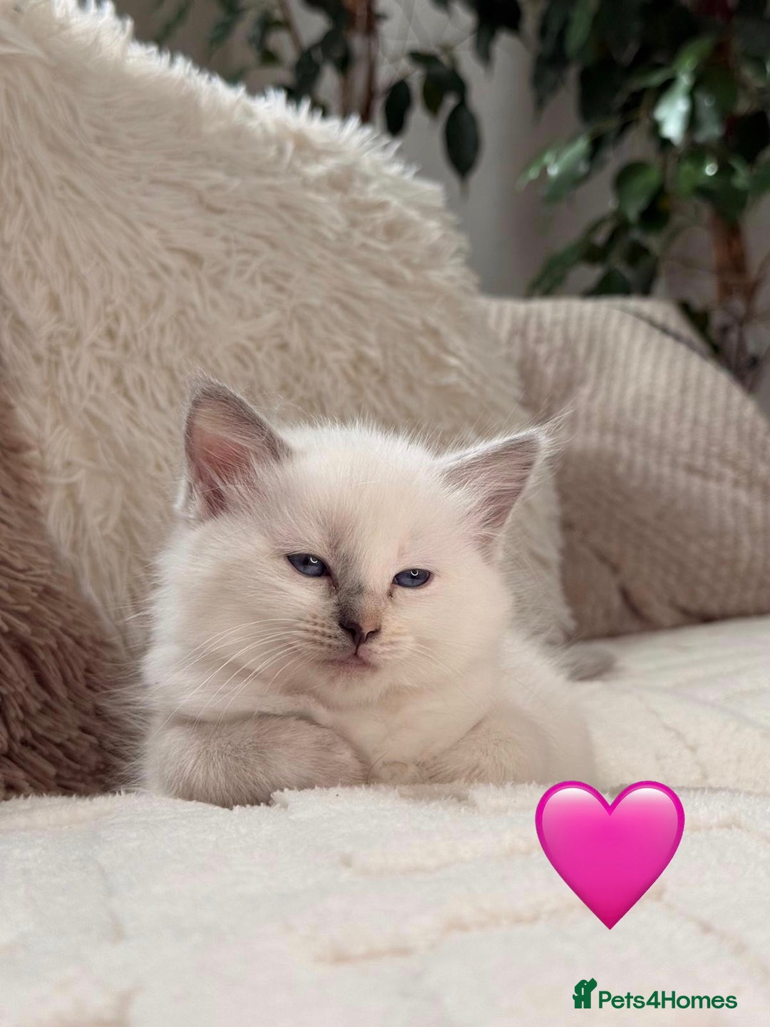 Ragdoll cats for sale: 🩷🌸7 weeks🌸6 Purebred Ragdoll🌸🩷 - Advert 18