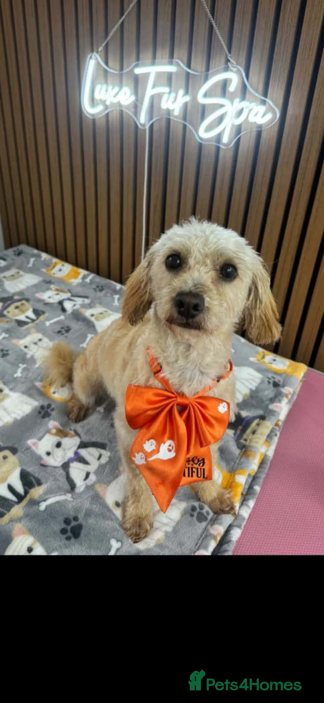 Shihpoo dogs for sale: Shih-poo puppies  in Barnsley - Advert 1