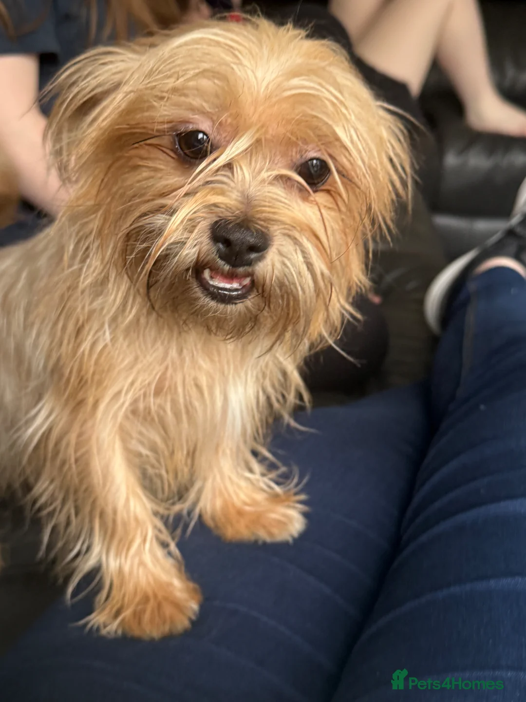 Mixed Breed dogs for sale: Yorkshire Terrier Cross - Advert 1