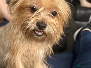 Mixed Breed dogs Yorkshire Terrier Cross - Advert 15
