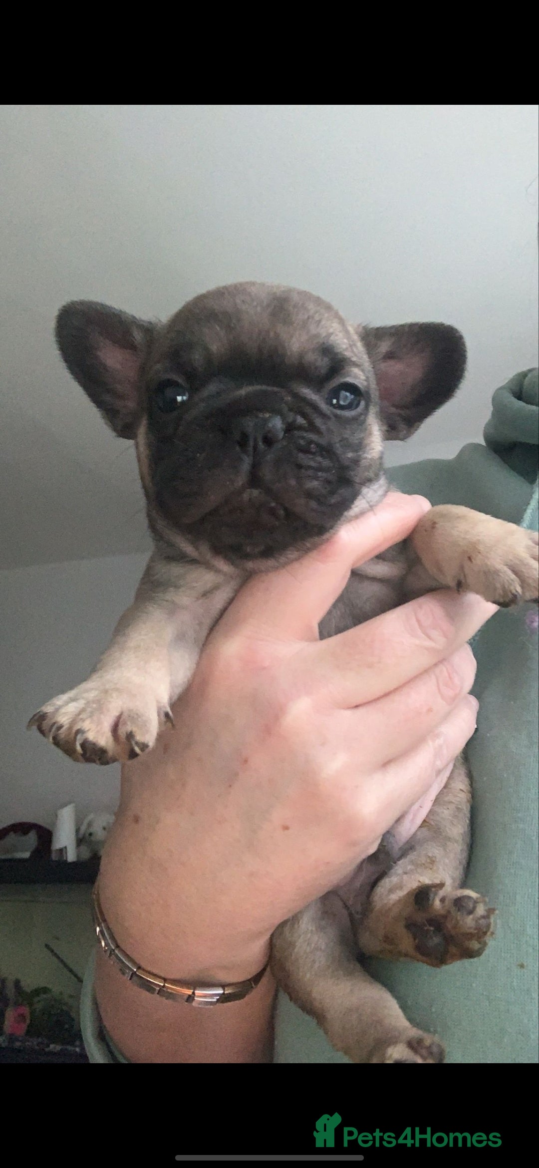 French Bulldog dogs French bulldog babies  - Advert 4