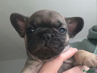 French Bulldog dogs French bulldog babies - Advert 4