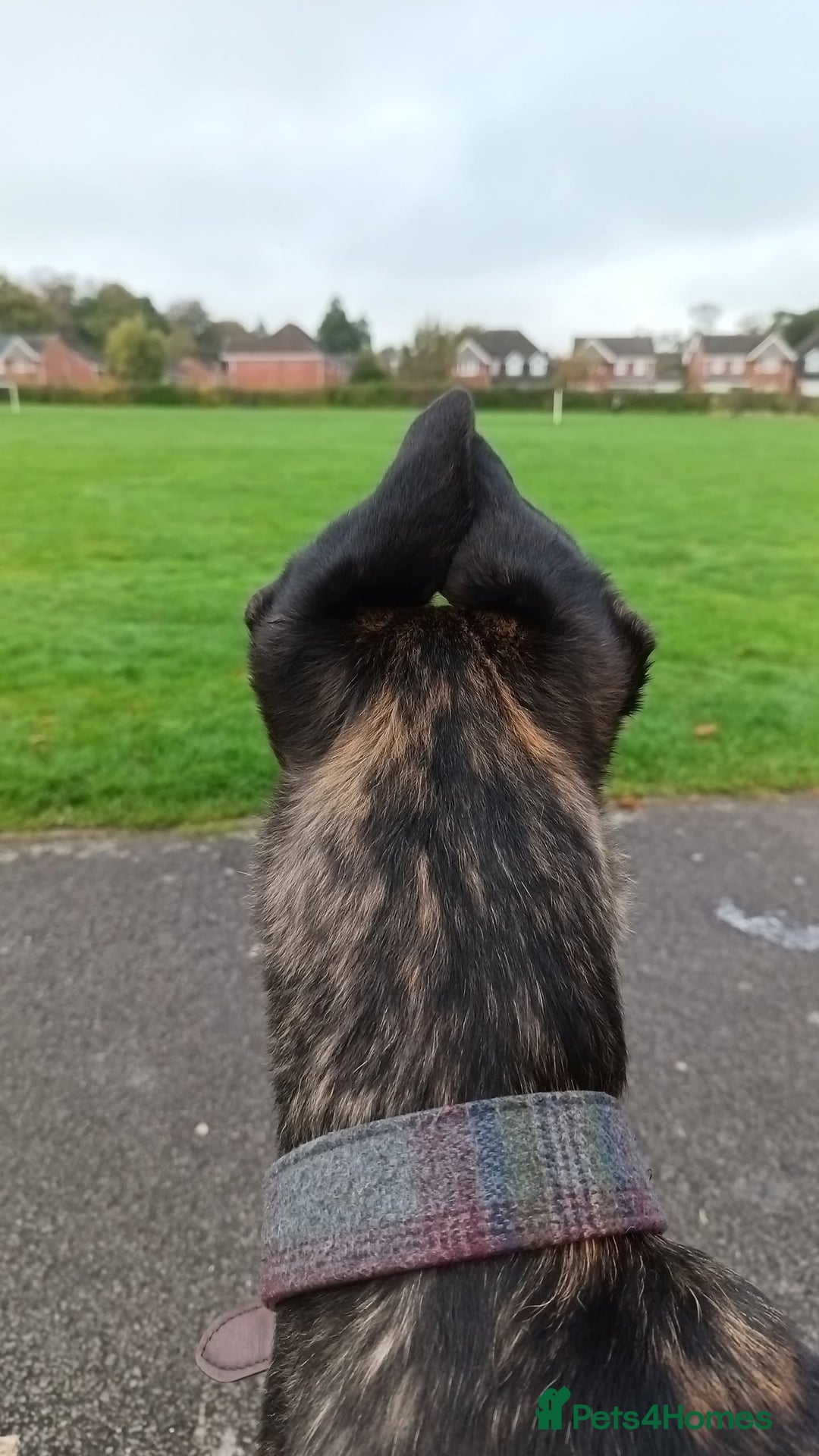 Mixed Breed dogs for sale: Belgian Mali cross lurcher (urgent)  - Image 2