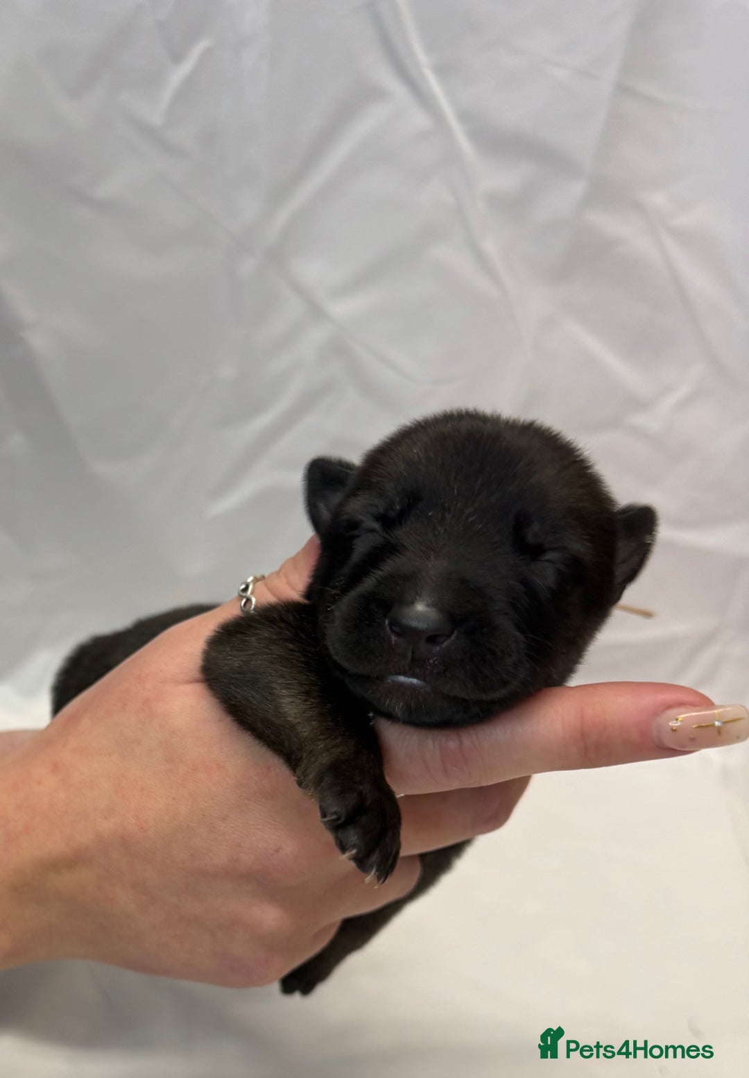 Belgian Shepherd Dog dogs for sale: KC Registered & Health Tested Belgian Malinois - Advert 2