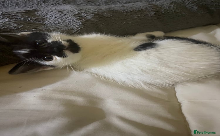 Mixed Breed cats - Advert 7