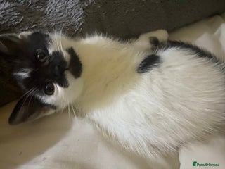 Mixed Breed cats - Advert 9