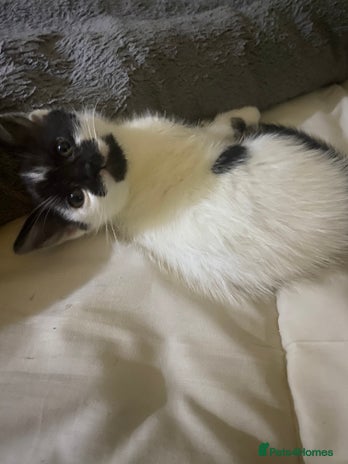 Mixed Breed cats - Advert 7