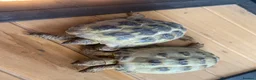 Tortoise reptiles for sale: Horsfield tortoises  in Preston - Advert 1