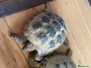 Tortoise reptiles Horsfield tortoises - Advert 1