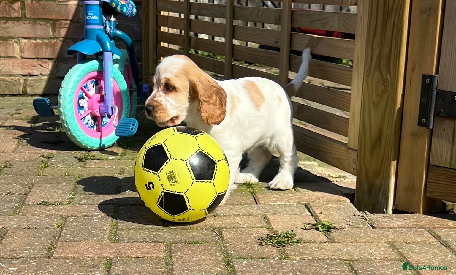 Cocker Spaniel dogs Beautiful orange roan cocker spaniel  - Advert 1