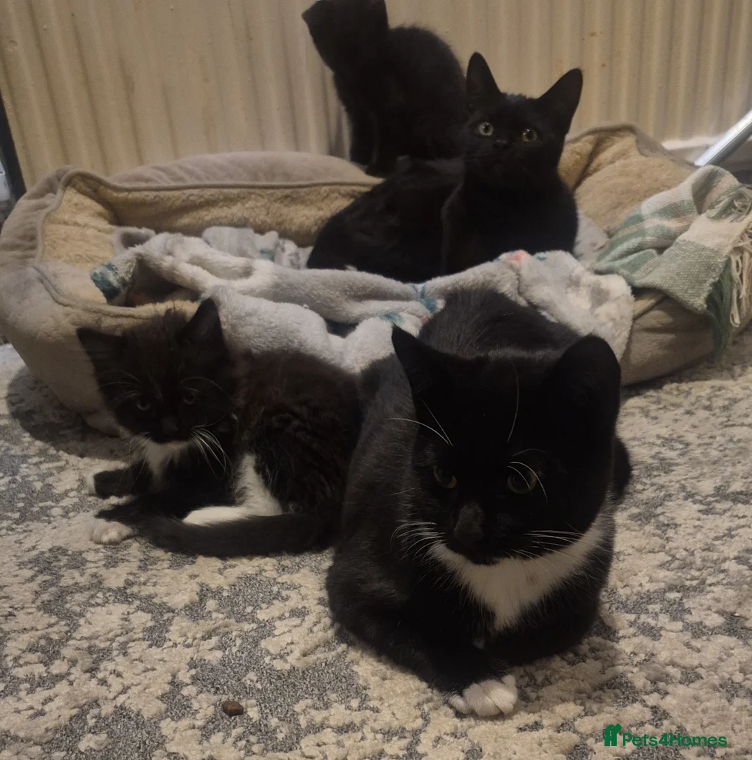 Mixed Breed cats for sale: Mixed litter - Advert 1
