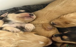 Labradoodle dogs for sale: Unique Stunning miniature doodles - Advert 4