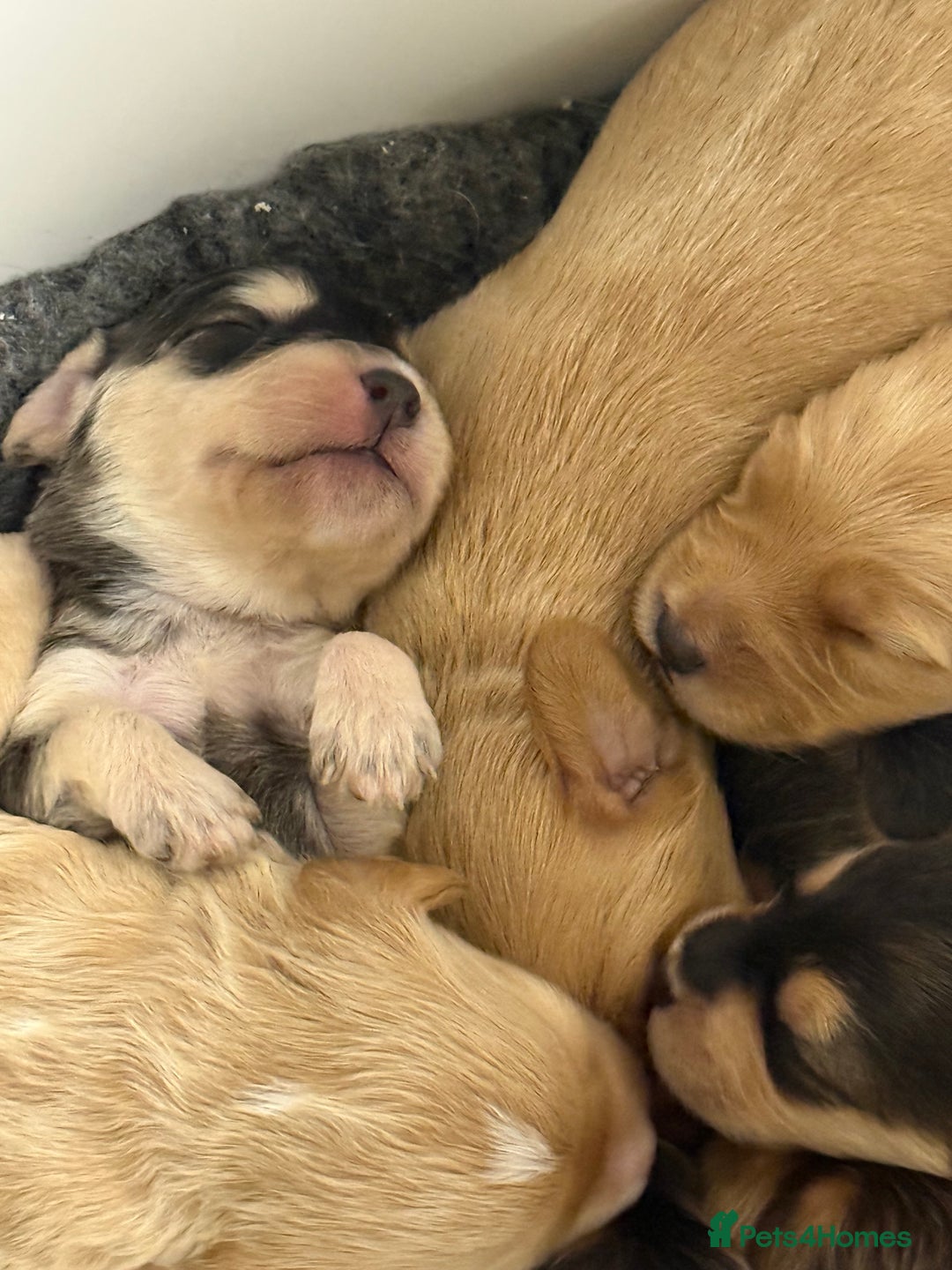 Labradoodle dogs for sale: Unique Stunning miniature doodles - Advert 4