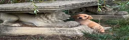 Goldador dogs for sale: Beautiful Red Goldador KC Reg Parents - Advert 16