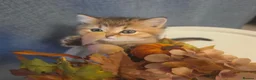 Scottish Fold cats for sale: 3 Adorable Scottish fold kittens 💙  - Advert 7