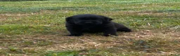Labrador Retriever dogs for sale: Beautiful Kennel Club Registered Labrador Puppies  - Advert 4