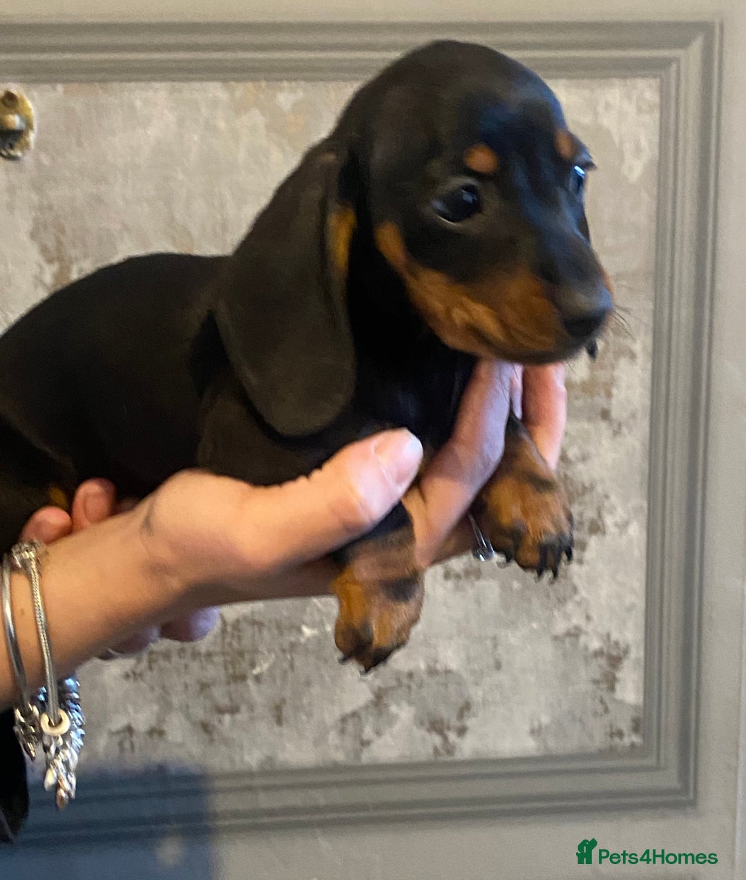 Dachshund dogs for sale: Three dachshund’s ready to go now!!! - Advert 12