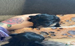 Maltipoo dogs for sale: F1 Toy Maltipoos - Image 13