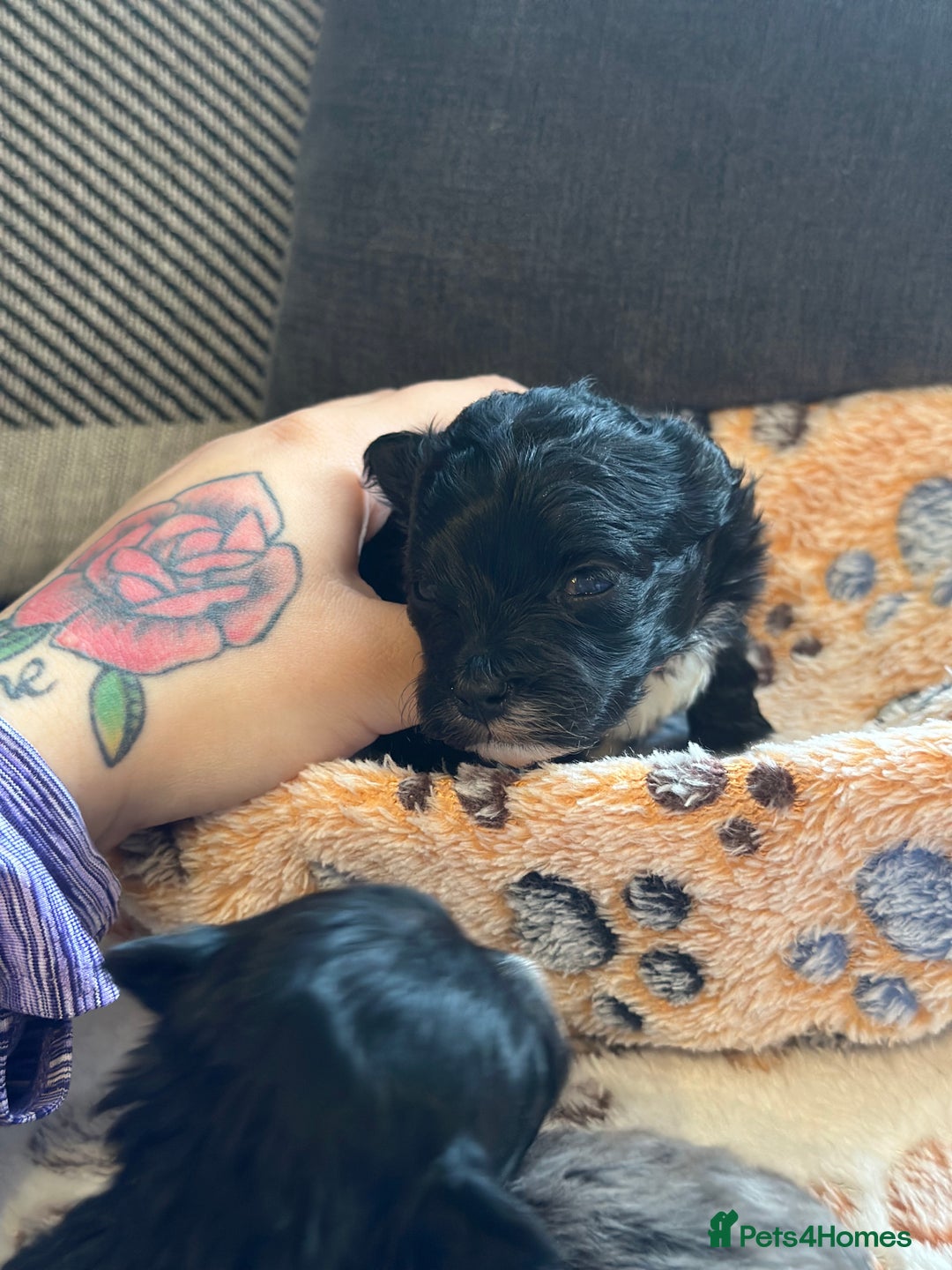 Maltipoo dogs for sale: F1 Toy Maltipoos - Image 13