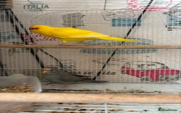 Parakeets birds for sale: Male kakariki  - Image 10