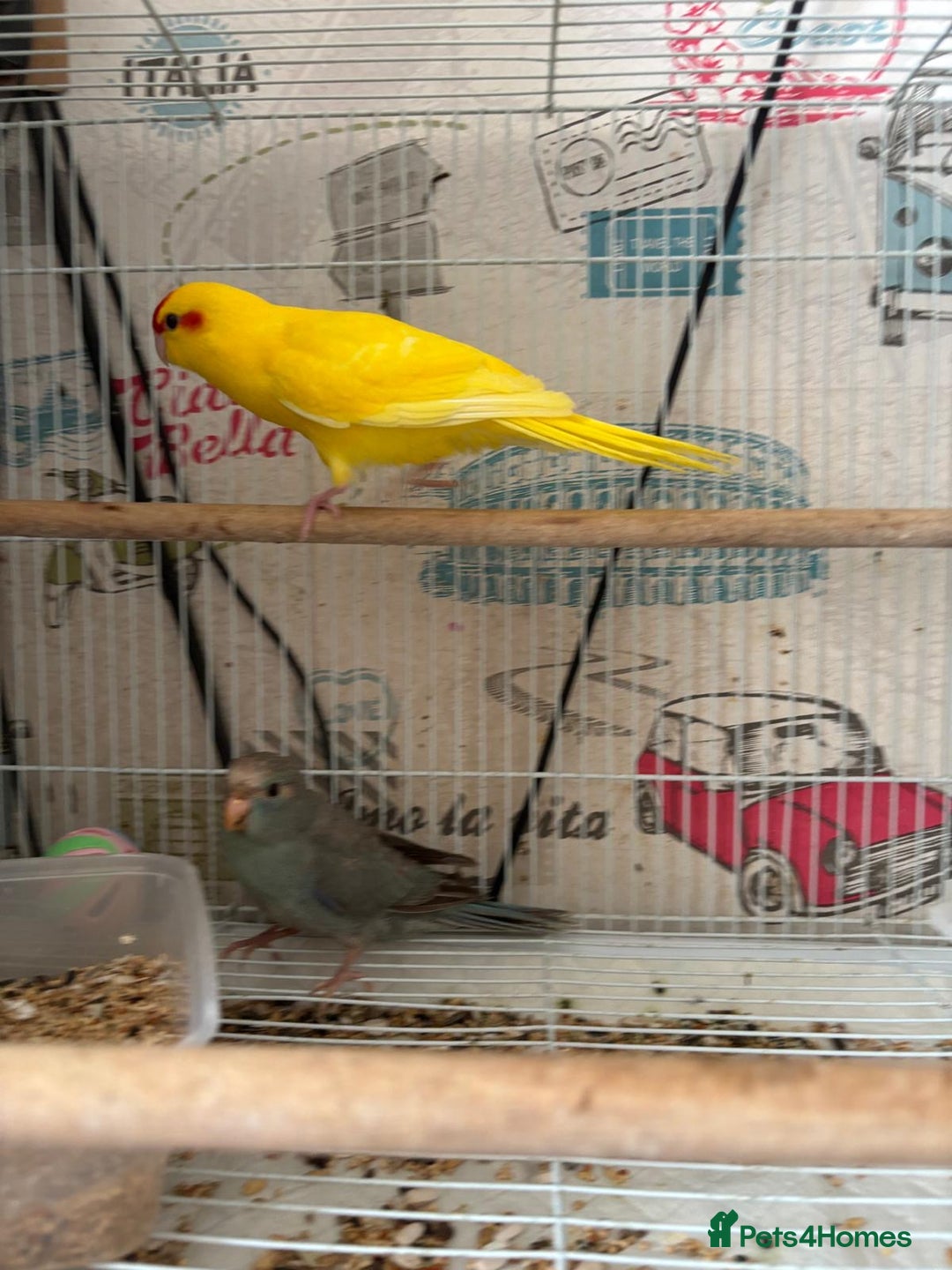 Parakeets birds for sale: Male kakariki  - Image 10