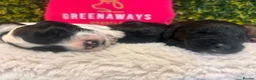 Sprocker dogs for sale: 5 * Breeder Health-Tested F1b Sprocker Puppies - Advert 18