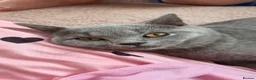 British Shorthair cats for sale: Ready for new homes - British Shorthair Kittens - Advert 6