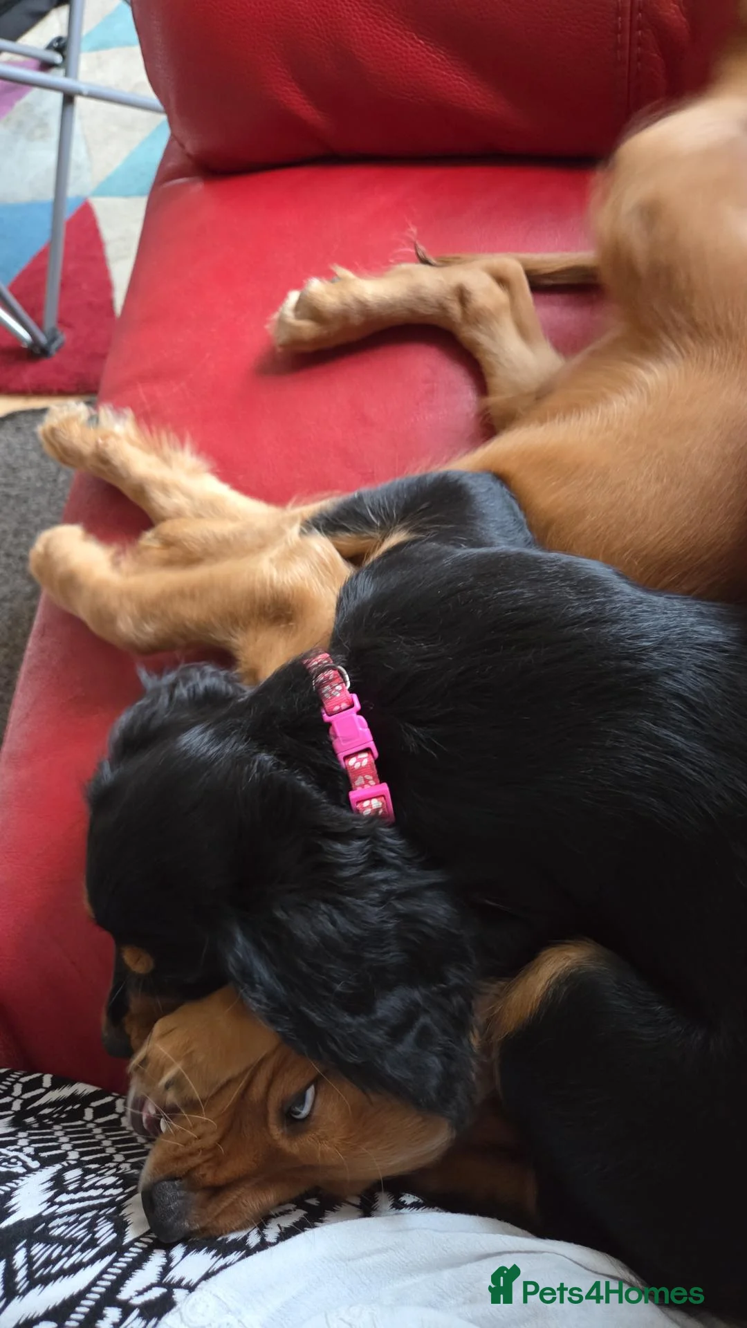 Cavapoo dogs for sale: Cavalier king Charles puppies 9 weeks old - Advert 8