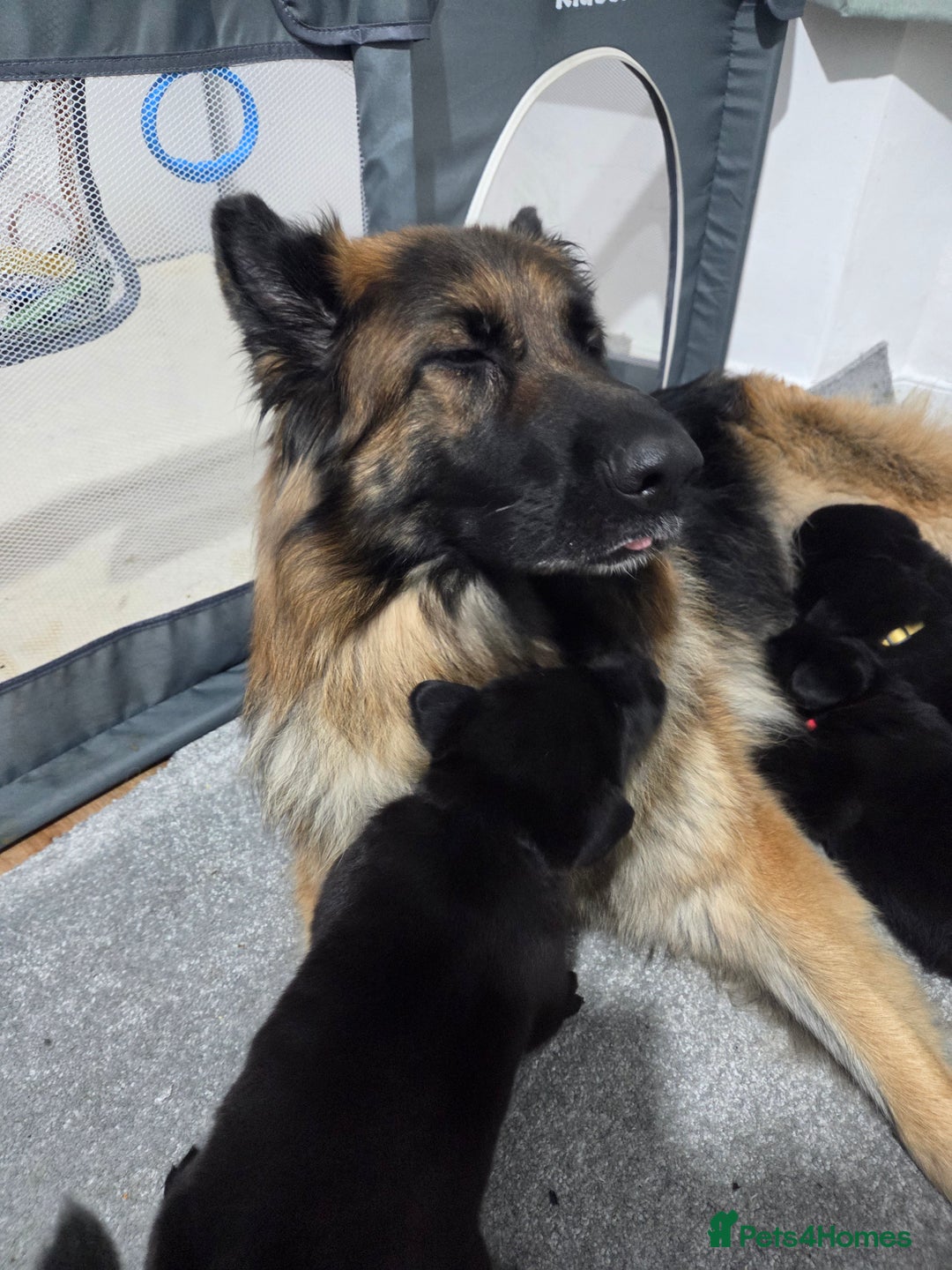 Mixed Breed dogs for sale: 🌟German Shepherd x Labrador Retriever Puppies 🌟 - Advert 18