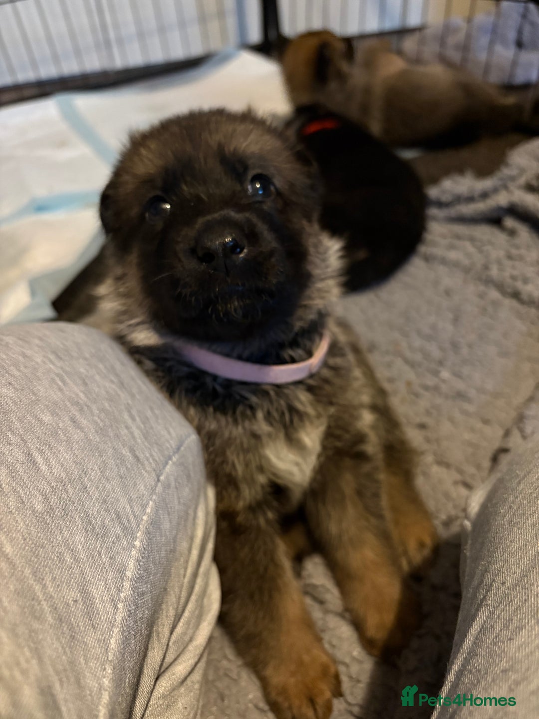 Mixed Breed dogs for sale: Belgian malinois x German Shepherd puppies  - Advert 12
