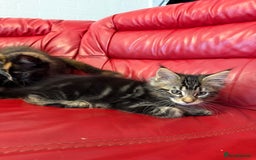 Maine Coon cats for sale: 3 LEFT NOW Purebred Maine Coon Kittens Blackburn - Image 5