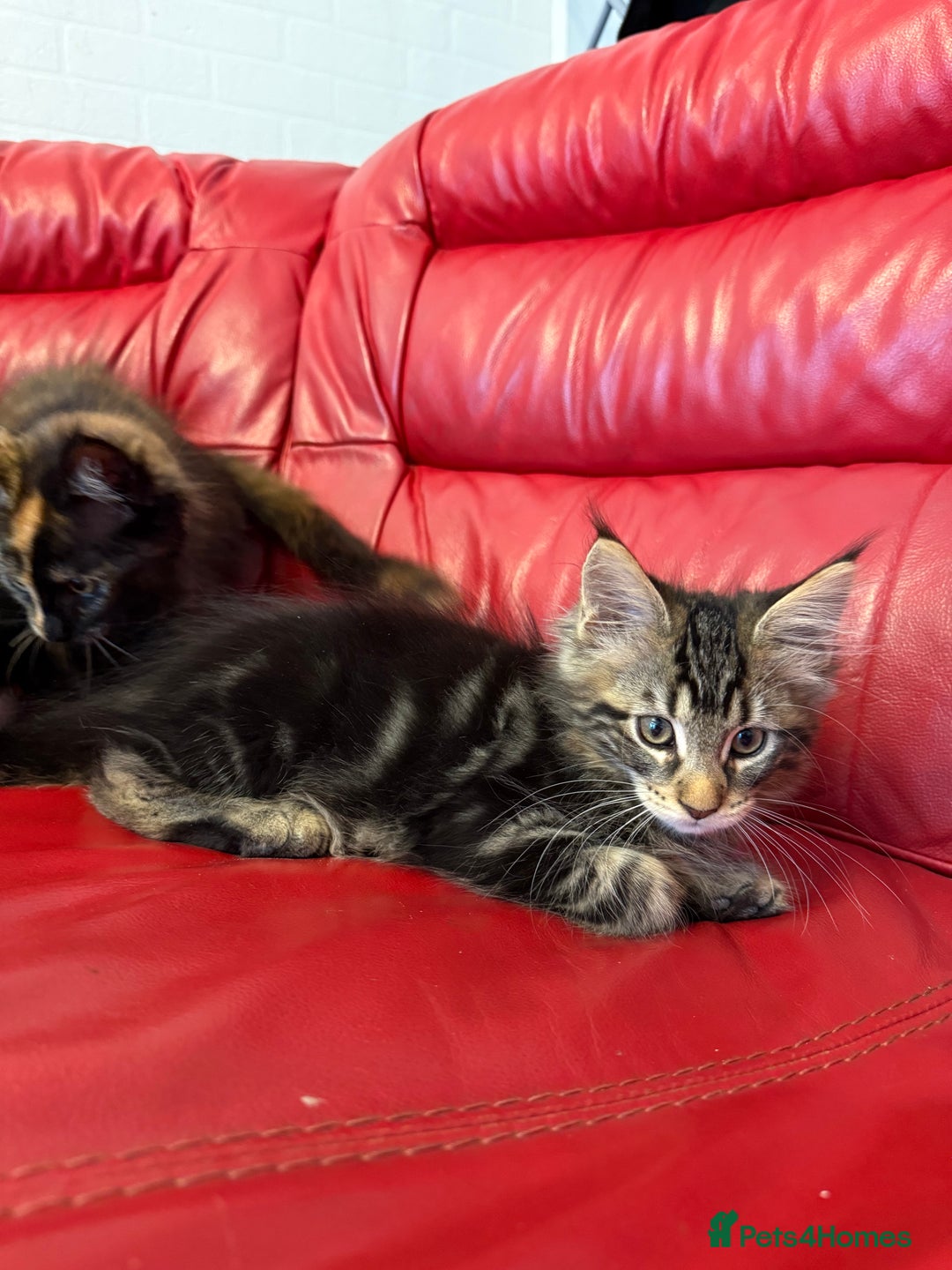 Maine Coon cats for sale: 3 LEFT NOW Purebred Maine Coon Kittens Blackburn - Image 5