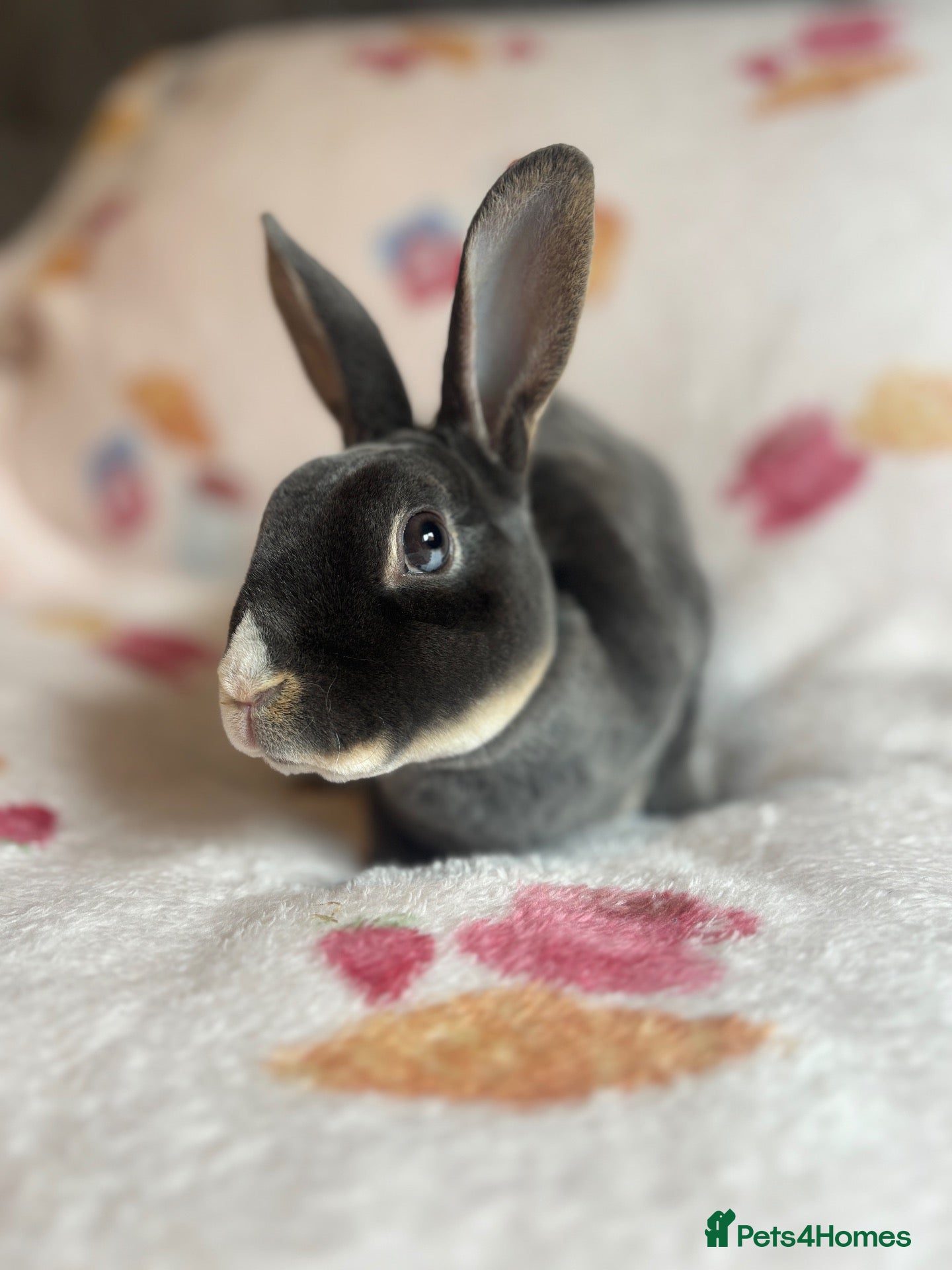 Rex rabbits Stunning mini Rex READY NOW 🫶🏻 - Advert 6