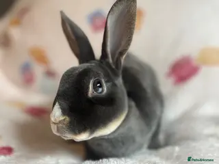 Rex rabbits Stunning mini Rex READY NOW 🫶🏻 - Advert 6