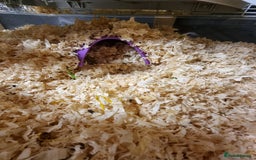 Hamster rodents for sale: Sweet young hamster with large cage&full set up - Image 9