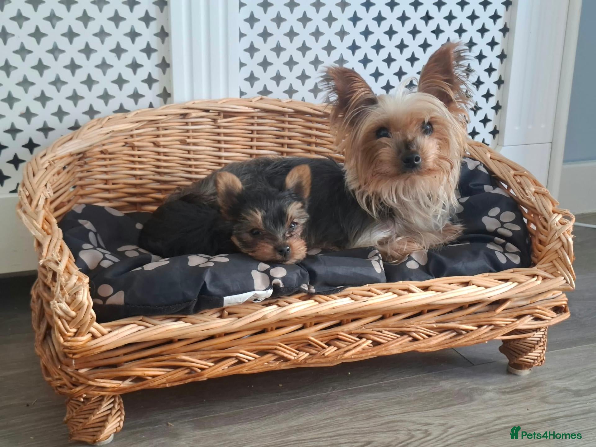 Yorkshire Terrier dogs Yorkshire Terrier Puppies - Advert 15