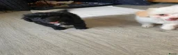 Mixed Breed dogs for sale: Pomapoo x Chihuahua puppies ready to go  - Advert 13