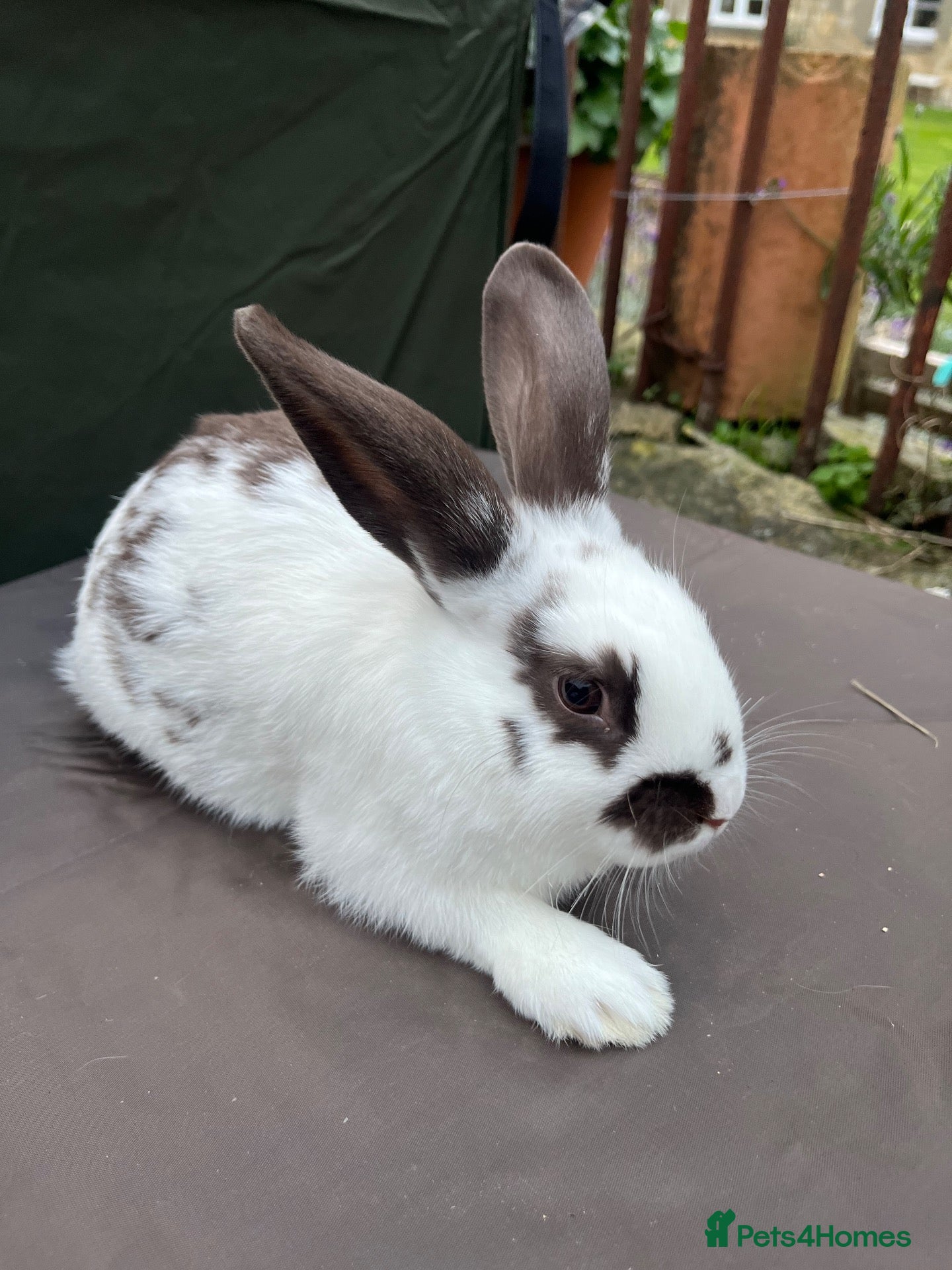 Mixed Breed rabbits Mini lop cross English spot baby bunnies  - Advert 11