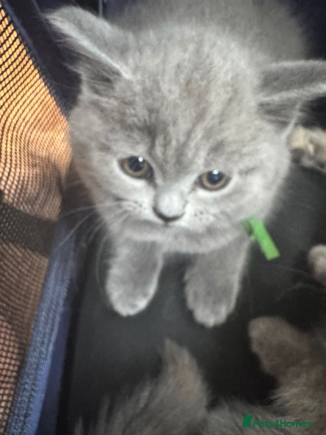 British Shorthair cats for sale: Beautiful British Shorthair Kittens  - Image 9