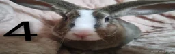 Rex rabbits for sale: 4 baby female Rex's - Advert 15