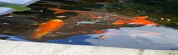 Koi Carp fish for sale: Koi carp  in Wolverhampton - Advert 4