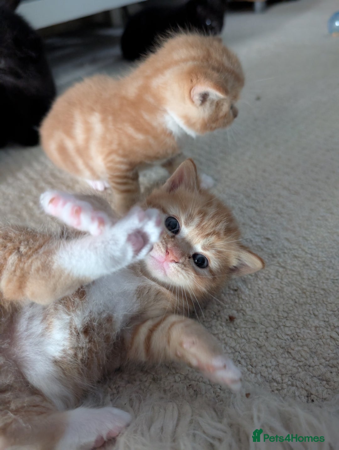 British Shorthair cats for sale: Kittens from loving country cottage home - Image 8