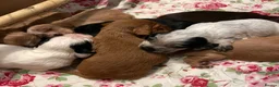 Sprocker dogs for sale: Sprocker x cocker  in Thirsk - Advert 3