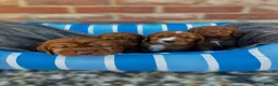 Cocker Spaniel dogs for sale: KC REGISTERED, WORKING COCKER SPANIEL PUPPIES🐶🐾 - Advert 5